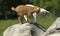 Lovely Baby Goats Play on Rock on Farm