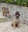 Lovely baby yawning dog