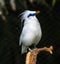 Lovely Bali Myna Leucopsar rothschildi, native to Bali, Indonesia