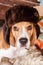 Lovely beagle dog in hat with ear flaps sits and looks to camera on New Year Eve, portrait close-up