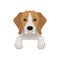 Lovely beagle dog peeking out from border. Cute muzzle and paws. Flat vector for advertising banner or flyer of vet