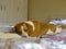 Lovely Beagle dog thoughtfully and lazy lying on a bed