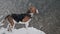 Lovely beagle puppy on coast river under falling snow at winter. Cute dog on walk on snowy nature background outside