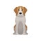 Lovely beagle in sitting position. Small hunting dog. Short-haired puppy with long ears and cute muzzle. Flat vector