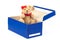 Lovely bear toy in blue box gift on white