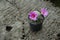 Lovely and beautiful mammillaria cactus with pink flower on wooden background