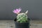 Lovely and beautiful mammillaria cactus with pink flower on wooden background