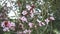 Lovely beautiful pink cherry plum flowers close up on a blooming spring tree.