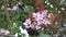 Lovely beautiful pink cherry plum flowers close up on a blooming spring tree.