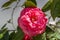 Lovely beauty rare pink rose Middle Mist Red in the garden wit