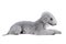 Lovely Bedlington Terrier dog lying in the studio over white