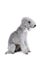 Lovely Bedlington Terrier dog sitting in the studio over white