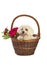 Lovely bichon in basket with pink flowers