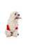 Lovely bichon dressed with Santa`s outfit at Christmas