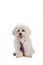 Lovely bichon with purpple tie
