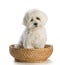 Lovely bichon sitting in basket