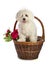 Lovely bichon on white background in basket