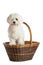 Lovely bichon on white background in basket