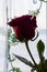 Lovely big flower of rose of vinous red color with its shadow reflection. Calm grey and blue background