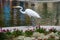 Lovely bird at Balboa Park