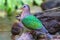 Lovely  bird Emerald DoveGreen-winged Pigeon on branch