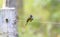 Lovely bird Grey-headed Canary-flycatcher or Grey-headed Flycatcher Culicicapa ceylonensis is a species of small flycatcher-like