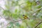 Lovely bird Grey-headed Canary-flycatcher or Grey-headed Flycatcher Culicicapa ceylonensis is a species of small flycatcher-like