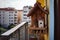 lovely birdhouse and feeder on a small balcony with a view of the city