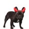 Lovely black devil french bulldog with red horns standing