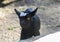 Lovely black goat outdoors