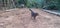 Lovely black and gray polka dot cat, walking outdoor