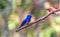 Lovely  of Black-naped Monarch  Hypothymis azurea  on branch  in Khao Yai National Park  Thailand