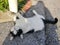 Lovely black and white cat lie on the side on asphalt with curious glimpse