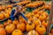 A Lovely Blonde European Model Enjoys Shopping For Pumpkins And Flowers For Halloween Holiday