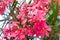 Lovely blooming bright orange oleander flowers with green leaves