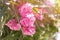 Lovely blooming bright pink oleander flowers with green leaves.