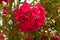 Lovely blooming bright red oleander flowers with green leaves.