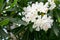 Lovely blooming bright white oleander flowers with green leaves. Prolific large white Oleander shrub