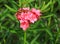 Lovely blooming pink flower on green leaves background.Aruba nature.