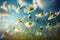 Lovely blossom daisy flowers background. Sunny spring season meadow closeup. Copy space.