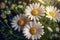 Lovely blossom daisy flowers isolated on blurred nature background.