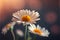 Lovely blossom daisy flowers isolated on blurred nature background. Sunny spring season.