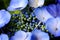 Lovely Blue Billow Lacecap Hydrangea