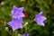 Lovely blue flowers with petals like a blue stars.