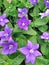 Lovely blue Platycodon Balloon flower plants