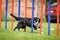 Lovely border collie running agility