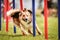 Lovely border collie running agility slalom