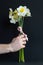 Lovely bouquet of white and yellow narcissus with a bow made of  pink ribbon in the hand of a married man