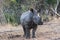 Lovely breeding of white rhino