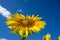 Lovely bright happy sunflower looking up to the blue summer sky